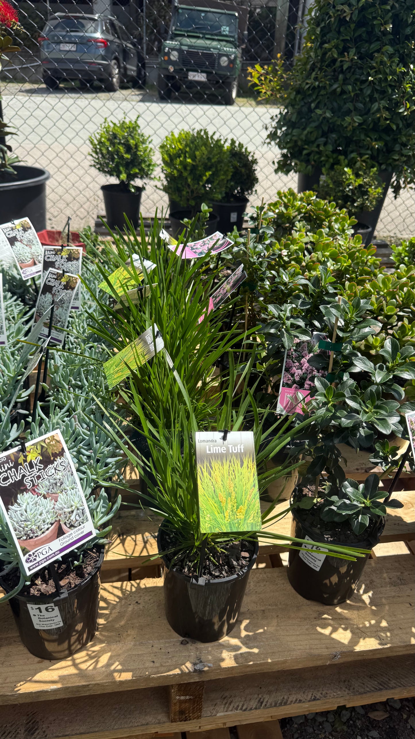Detail of bright lime strappy Lomandra ‘Lime Tuff’ foliage in sun, showing hardy texture for SE QLD gardens.