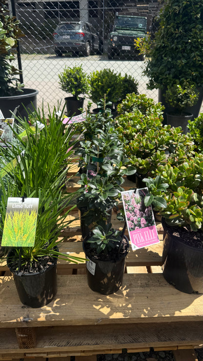 Row of Lomandra ‘Lime Tuff’ pots with glossy-leaf plants beside, displayed outdoors in Brisbane SE QLD nursery.