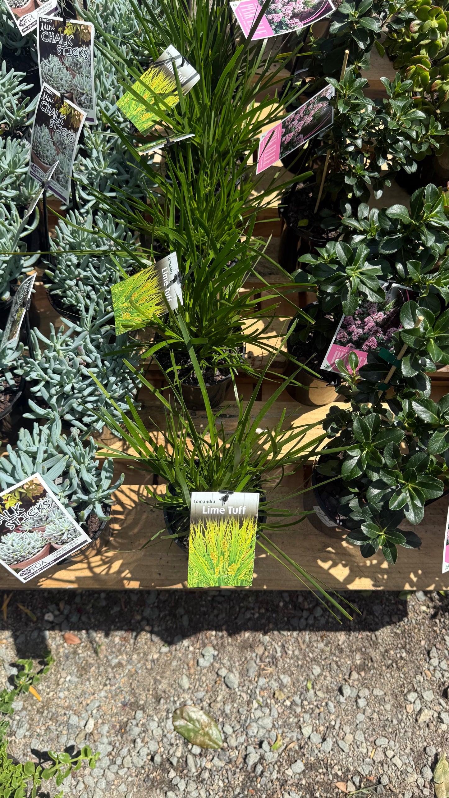 Aerial view of Lomandra ‘Lime Tuff’ contrasting foliage with silver succulents and pink-flower plants in Brisbane SE QLD nursery.