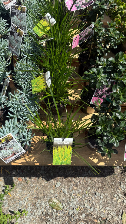 Aerial view of Lomandra ‘Lime Tuff’ contrasting foliage with silver succulents and pink-flower plants in Brisbane SE QLD nursery.