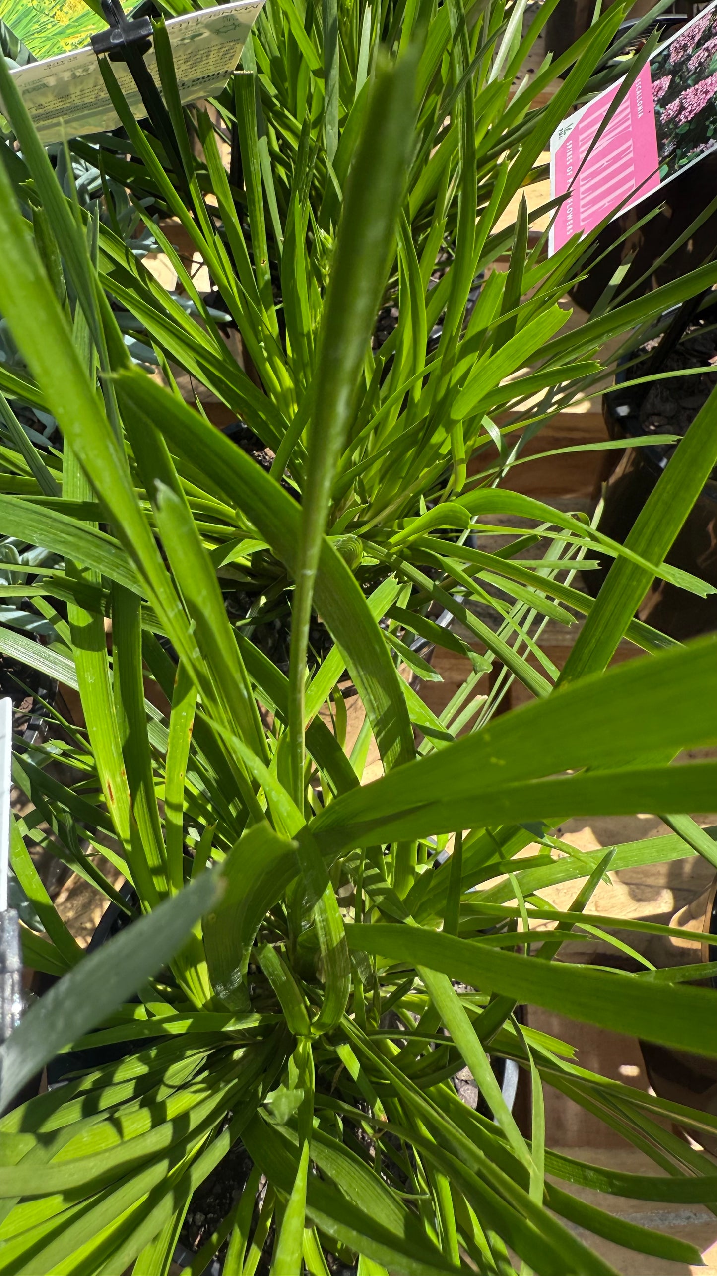 Close-up of bright lime strappy Lomandra ‘Lime Tuff’ foliage in sun, showing hardy texture for SE QLD gardens.