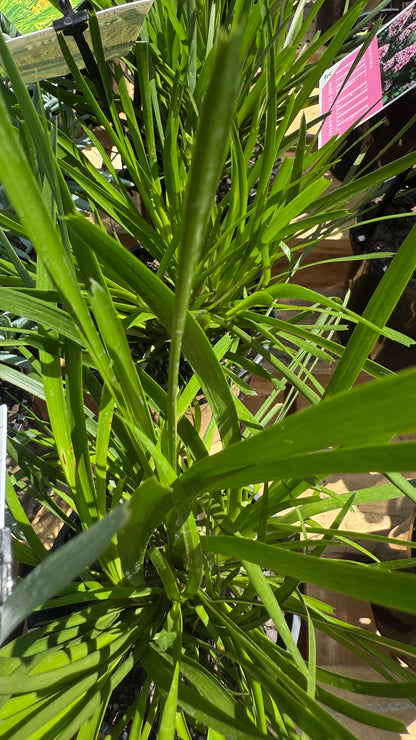 Close-up of bright lime strappy Lomandra ‘Lime Tuff’ foliage in sun, showing hardy texture for SE QLD gardens.