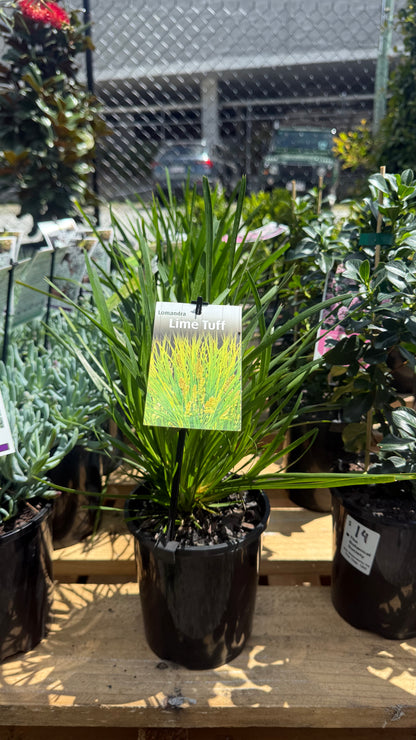 Lomandra ‘Lime Tuff’ in 140mm pot with fresh lime-green foliage, displayed in Brisbane SE QLD sunlight.