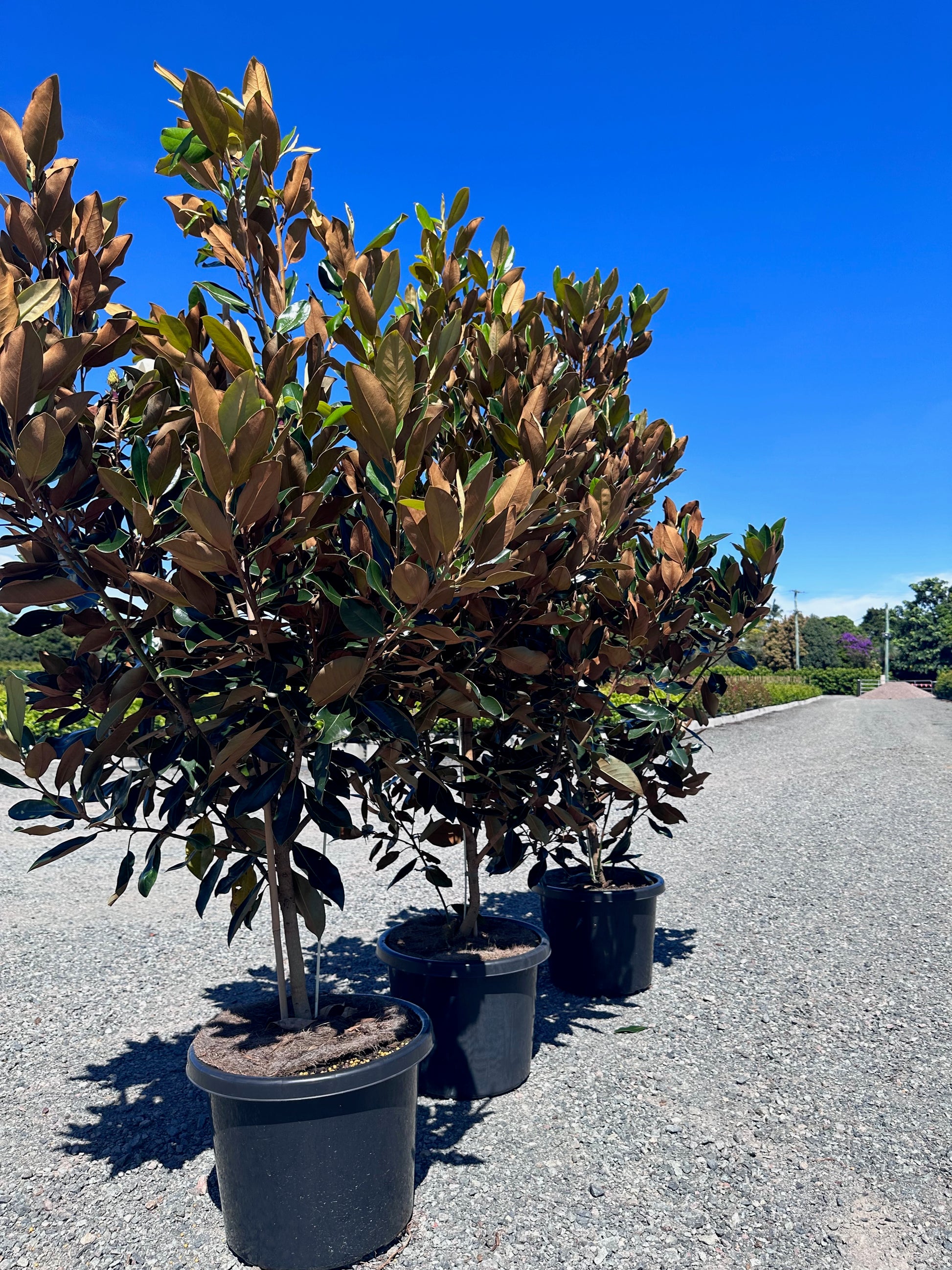 Magnolia little gem trees in 45-100L pots in Brisbane displaying dense evergreen foliage and formal hedging potential