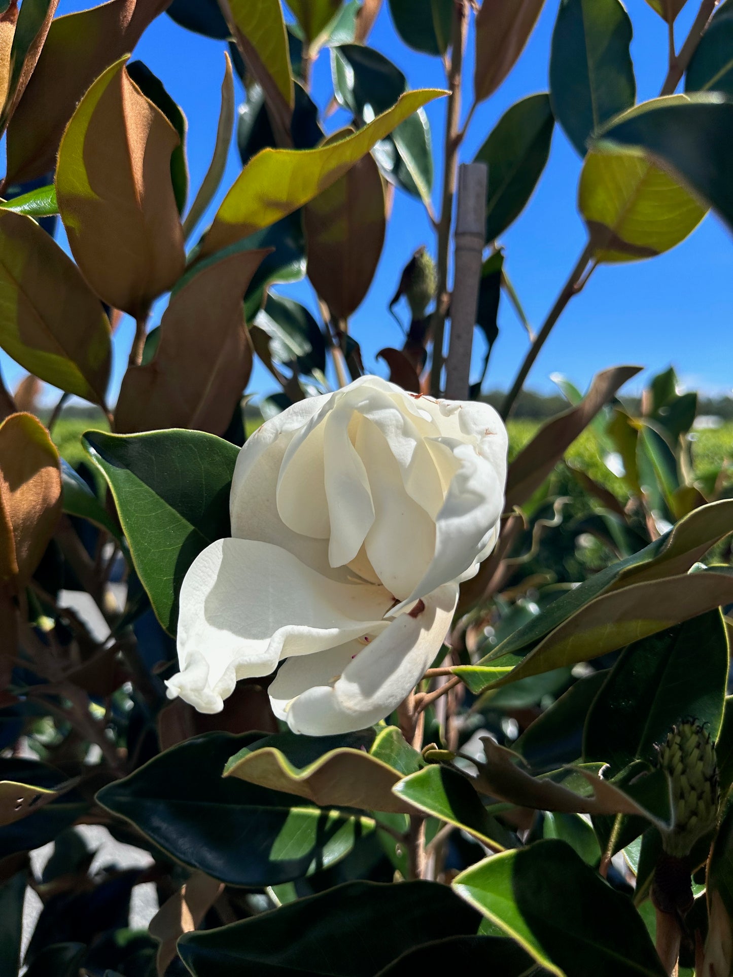 Close-up of fragrant creamy-white magnolia little gem bloom with glossy green leaves