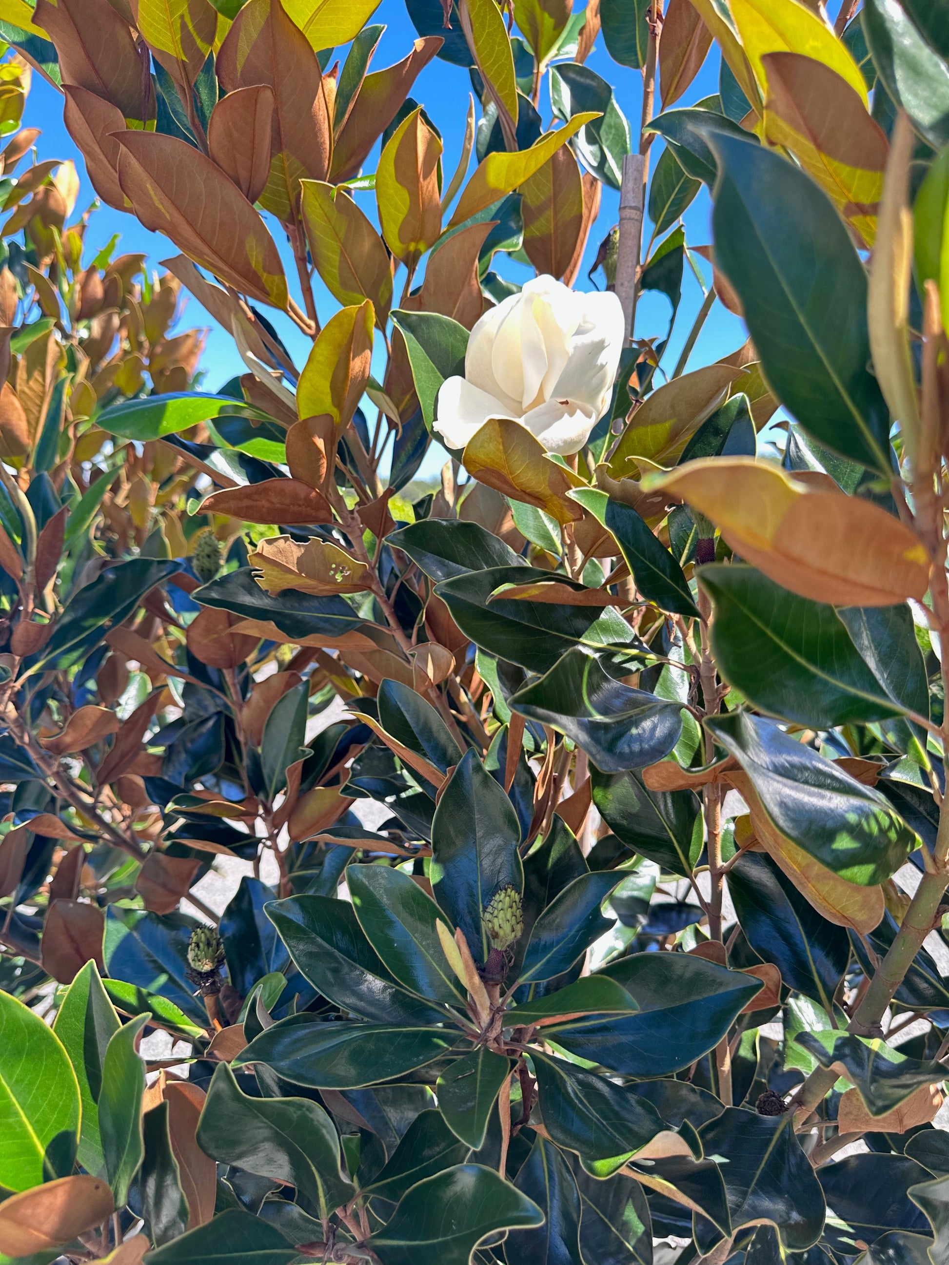 Close-up of fragrant creamy-white magnolia little gem bloom with glossy green leaves with bronzed underside