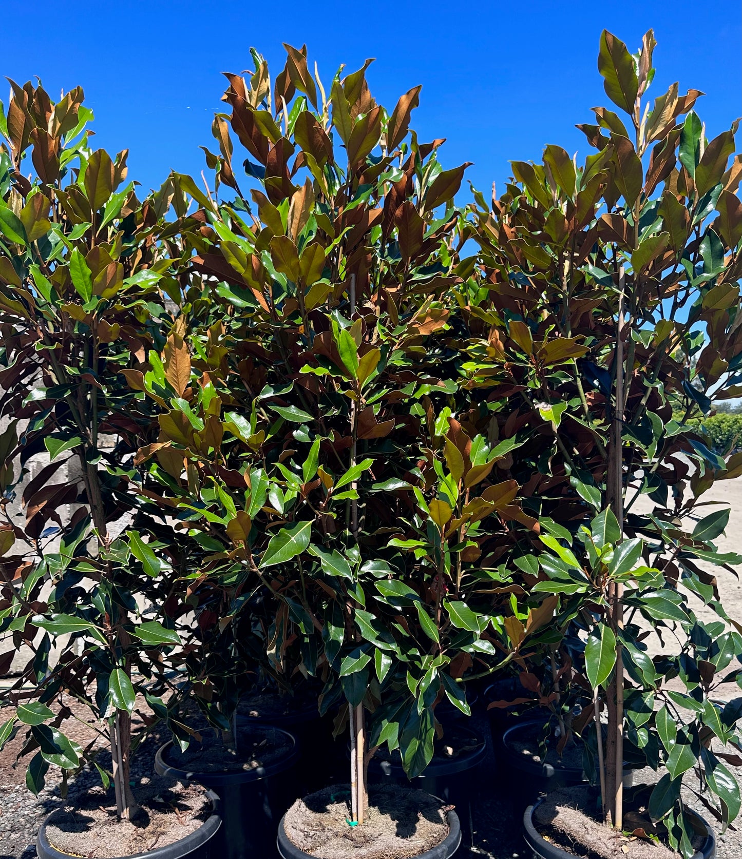 Magnolia little gem trees in 45-100L pots in Brisbane displaying dense evergreen foliage and screening potential