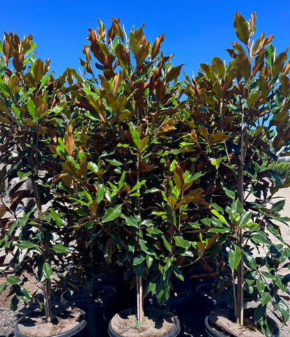 Magnolia little gem trees in 45-100L pots in Brisbane displaying dense evergreen foliage and screening potential