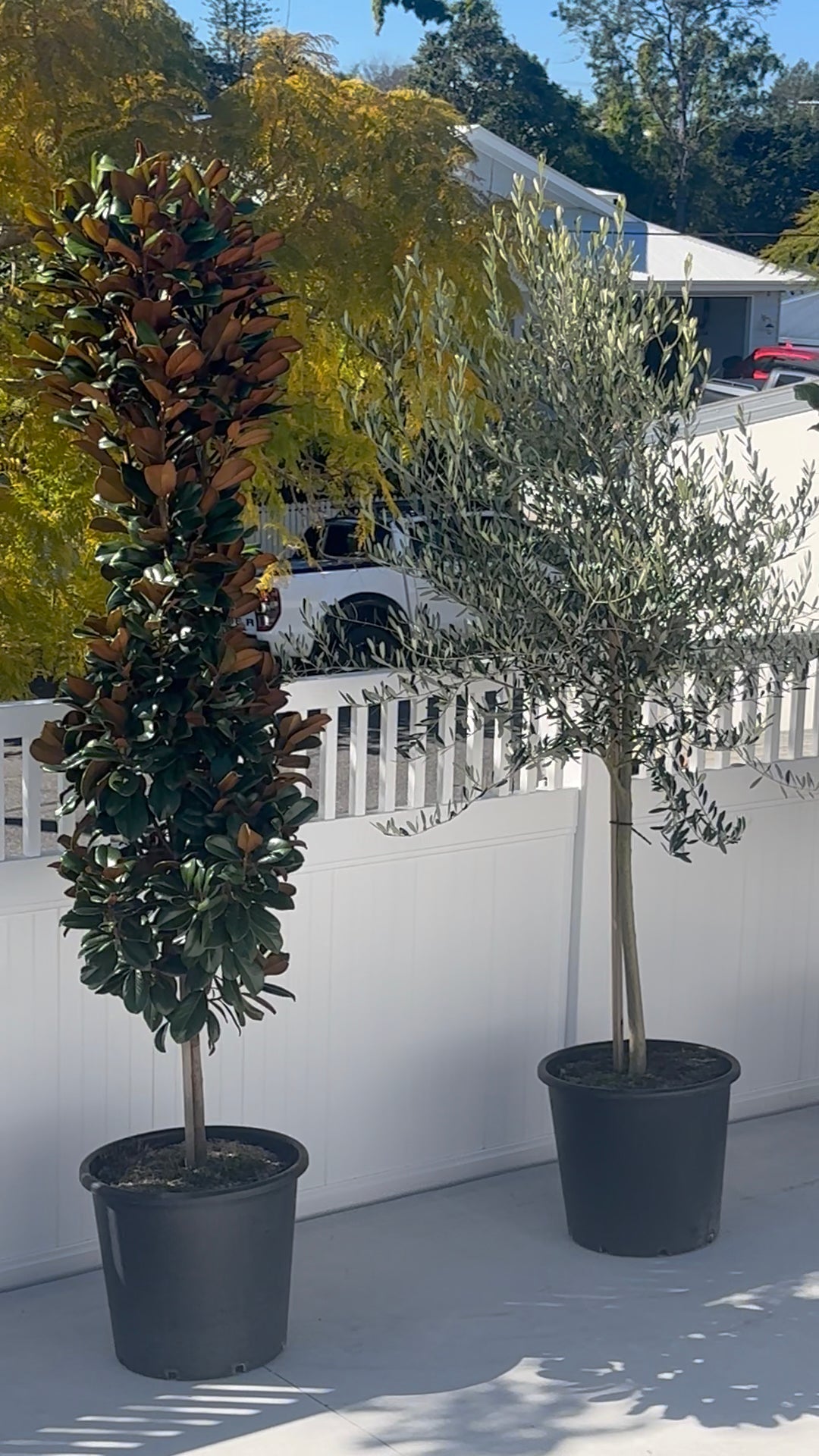 Magnolia Teddy Bear in 50L pot along fenceline for instant impact, available for delivery in SE QLD