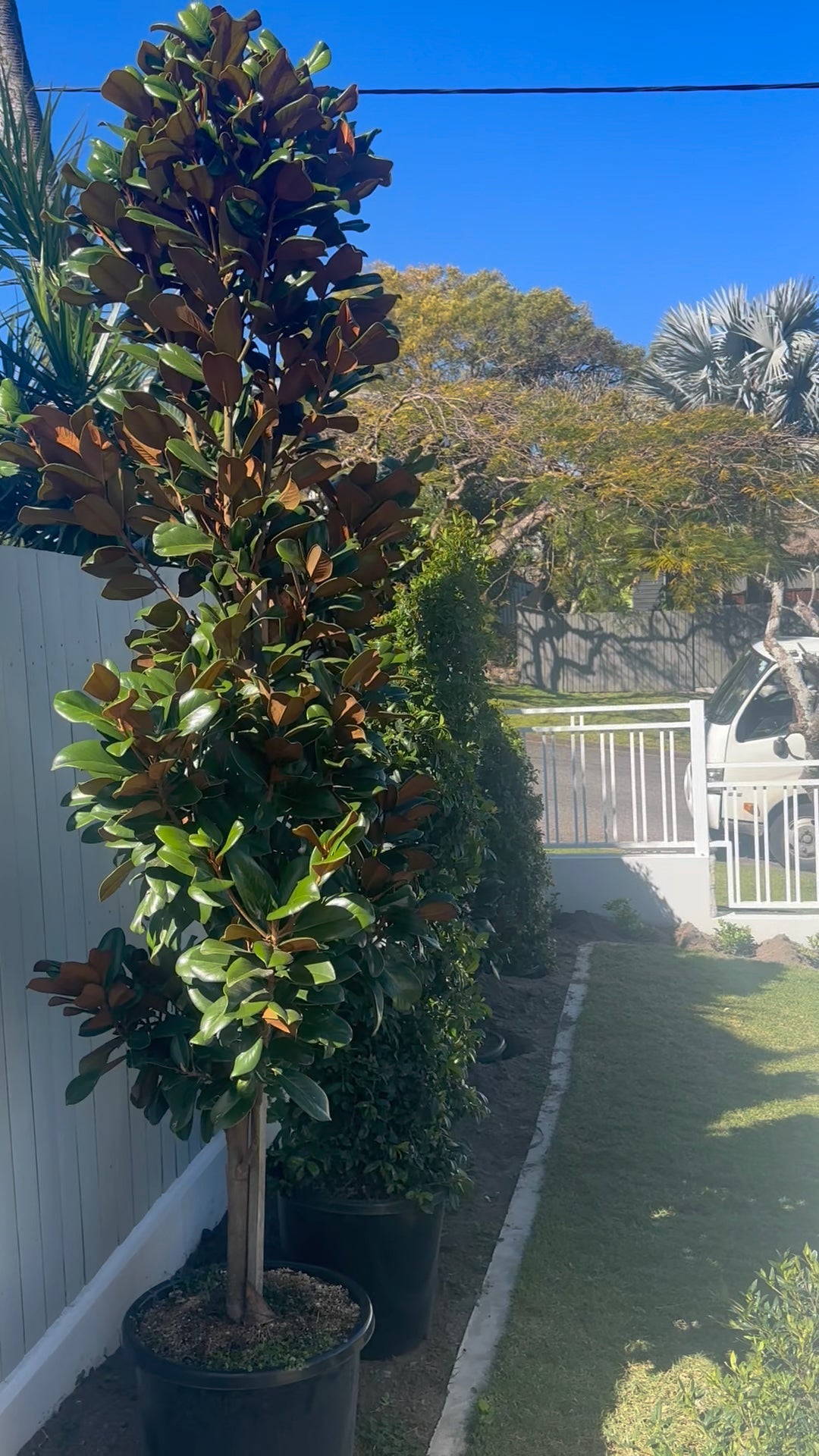Professional delivery for established teddy bear magnolia trees in Brisbane, featuring mature plants in large 50-100L pots ready for instant impact
