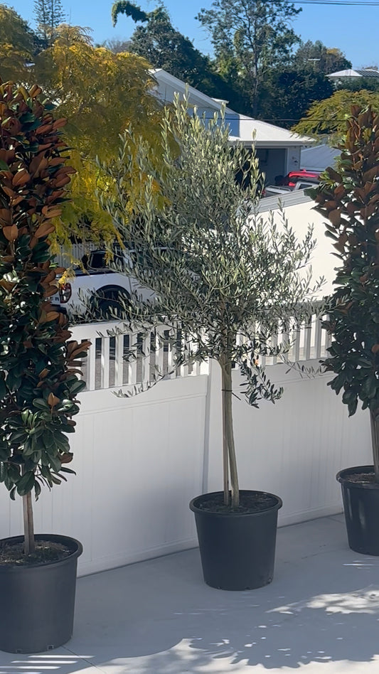 Kalamata Olive Tree with sculptural grey-green foliage and silver-toned trunk flanked by Magnolia Teddy Bear's