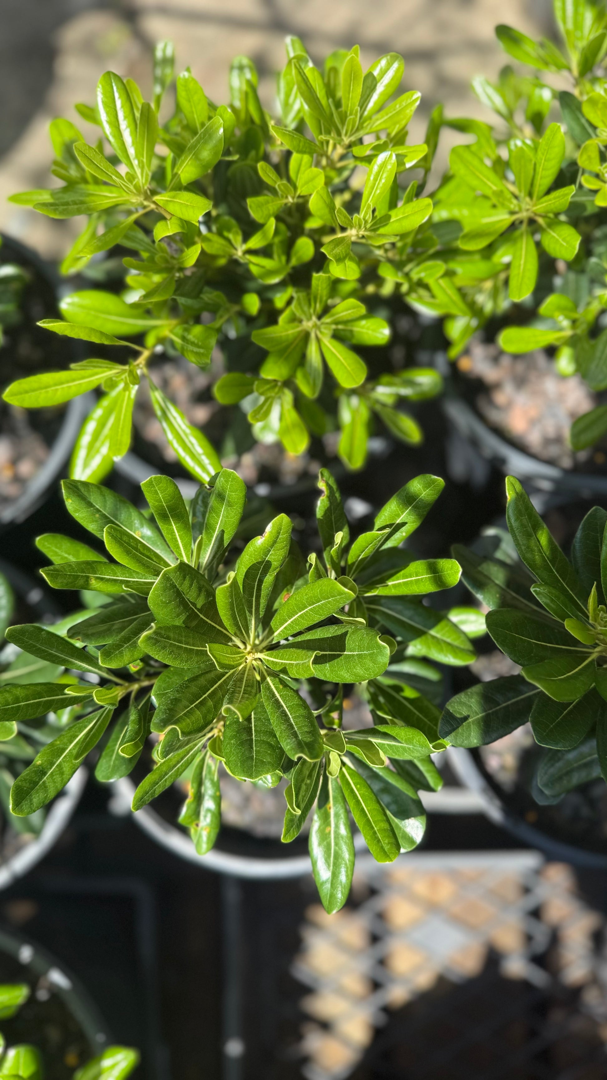 Pittosporum Miss Muffet Compact Hedge Shrub Crown, ideal for SE QLD