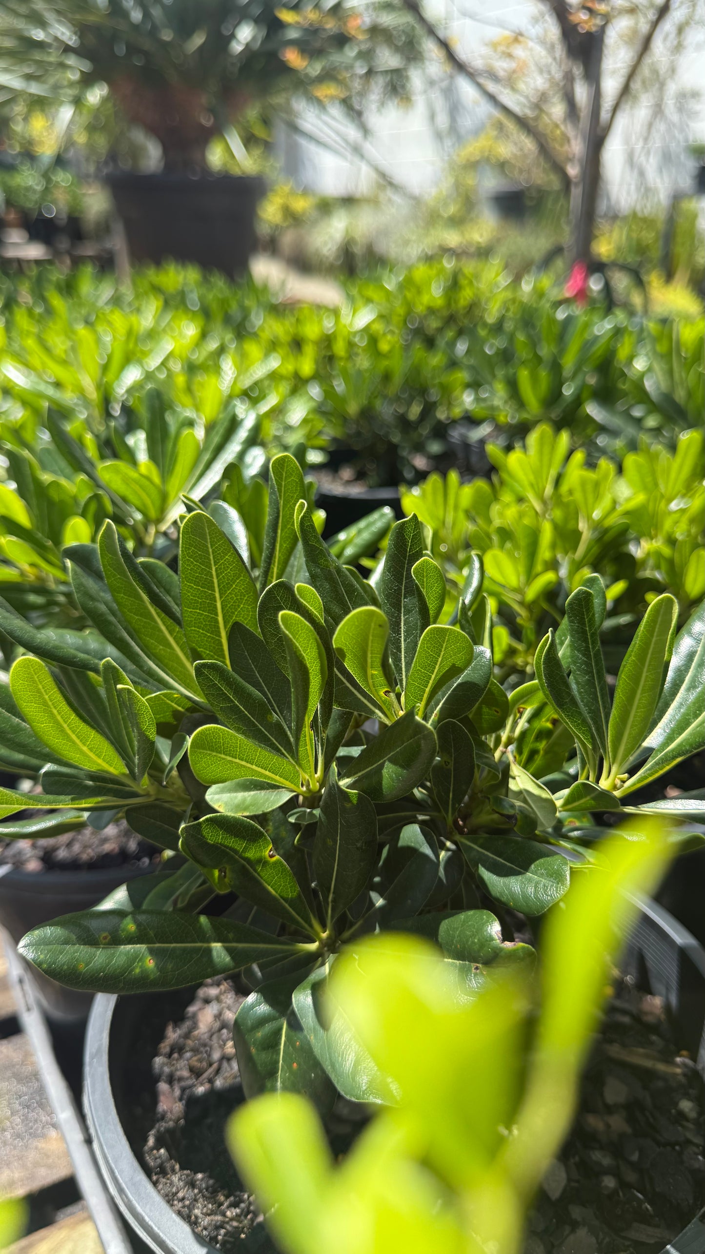 Pittosporum Miss Muffet compact hedge, lime to deep green colour, ideal for SE QLD