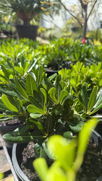 Pittosporum Miss Muffet compact hedge, lime to deep green colour, ideal for SE QLD