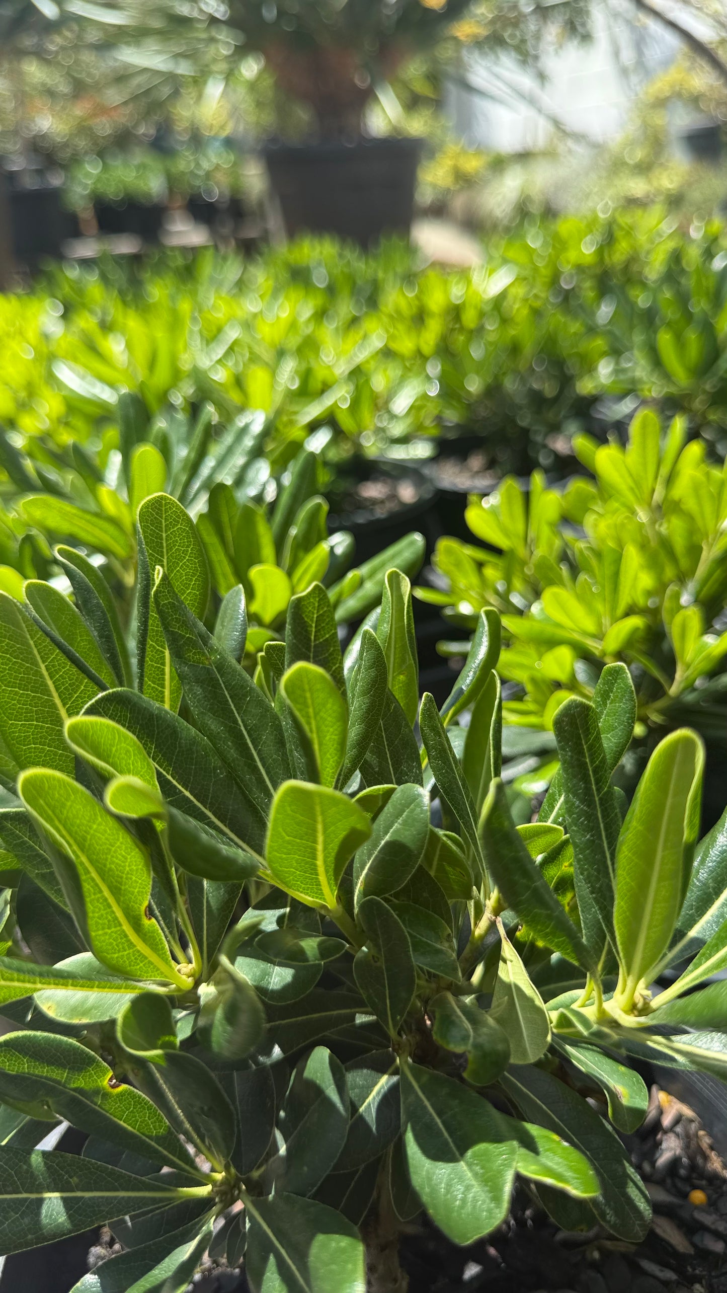Pittosporum Miss Muffet Compact Hedge Shrub Foliage detail, ideal for SE QLD