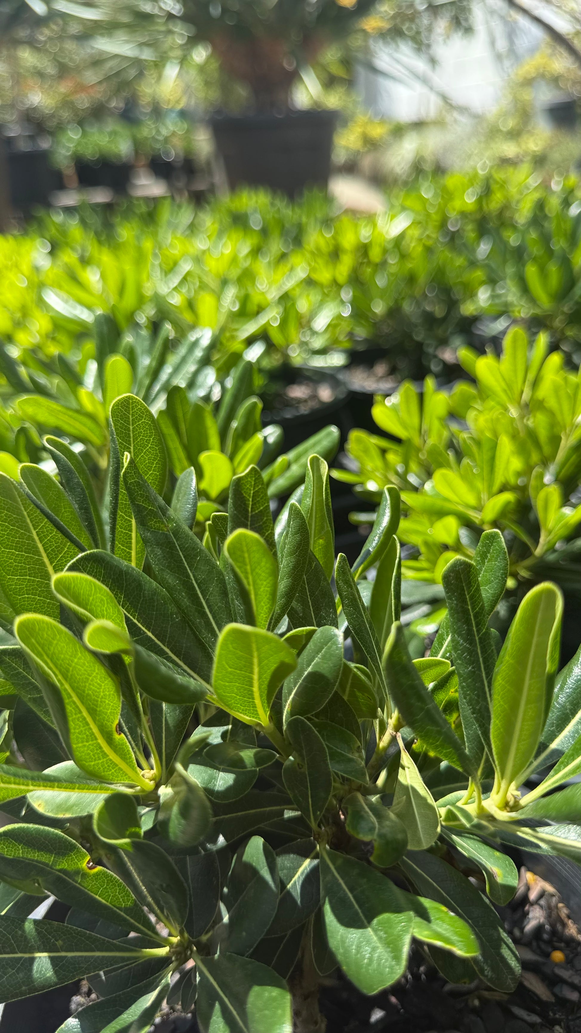Pittosporum Miss Muffet Compact Hedge Shrub Foliage detail, ideal for SE QLD