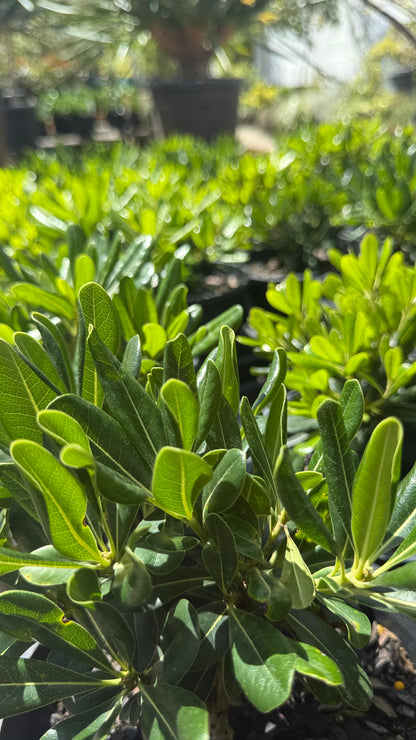 Pittosporum Miss Muffet Compact Hedge Shrub Foliage detail, ideal for SE QLD