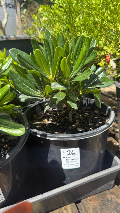 Pittosporum Miss Muffet Compact Hedge Shrub Pot ideal for SE QLD