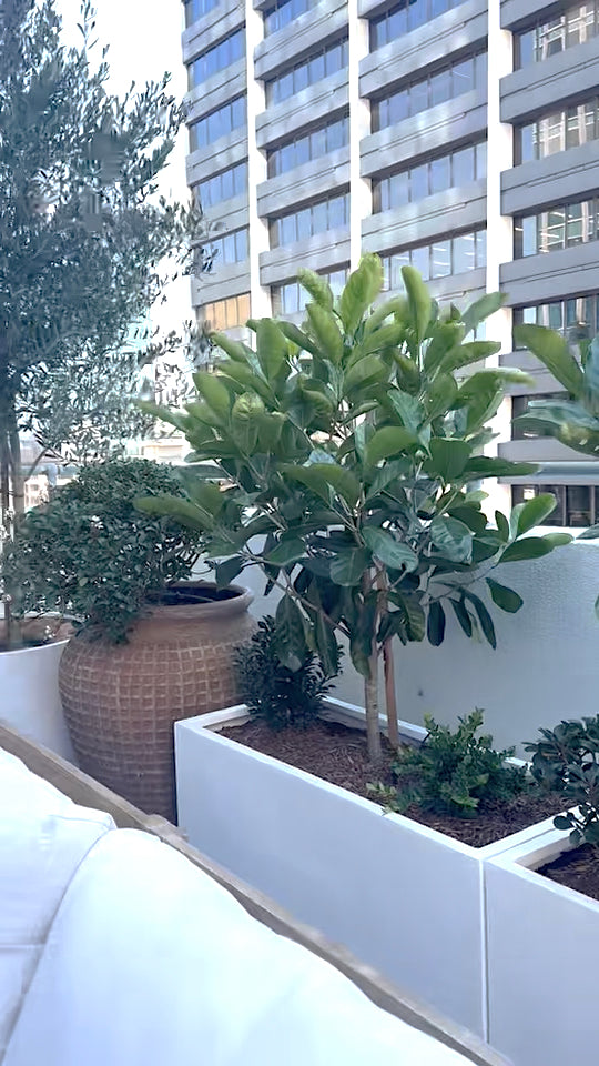 Randia Native Gardenia tree potted, an evergreen feature tree for a refined look to Brisbane gardens.