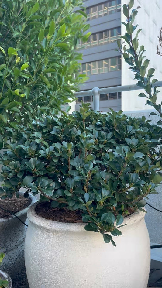 Rhaphiolepis Oriental Pearl in pot showing compact evergreen shrub with glossy foliage, available in Brisbane