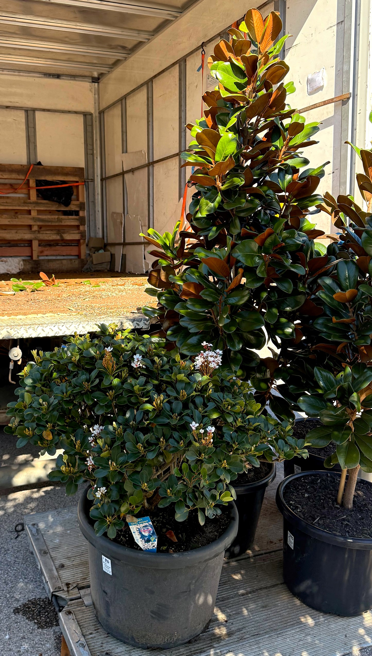 Rhaphiolepis Oriental Pearl compact evergreen with glossy foliage and white spring flowers, perfect for border or pot specimen. 