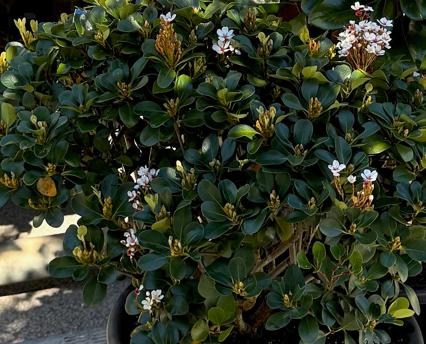 Rhaphiolepis Orintal Pearl glossy foliage and masses of white spring flowers- lightly fragrant. Forms a neat, low formal hedge, border or pot specimen. 