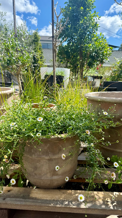 Seaside Daisy groundcover spilling beautifully over terracotta pot showing natural trailing habitat