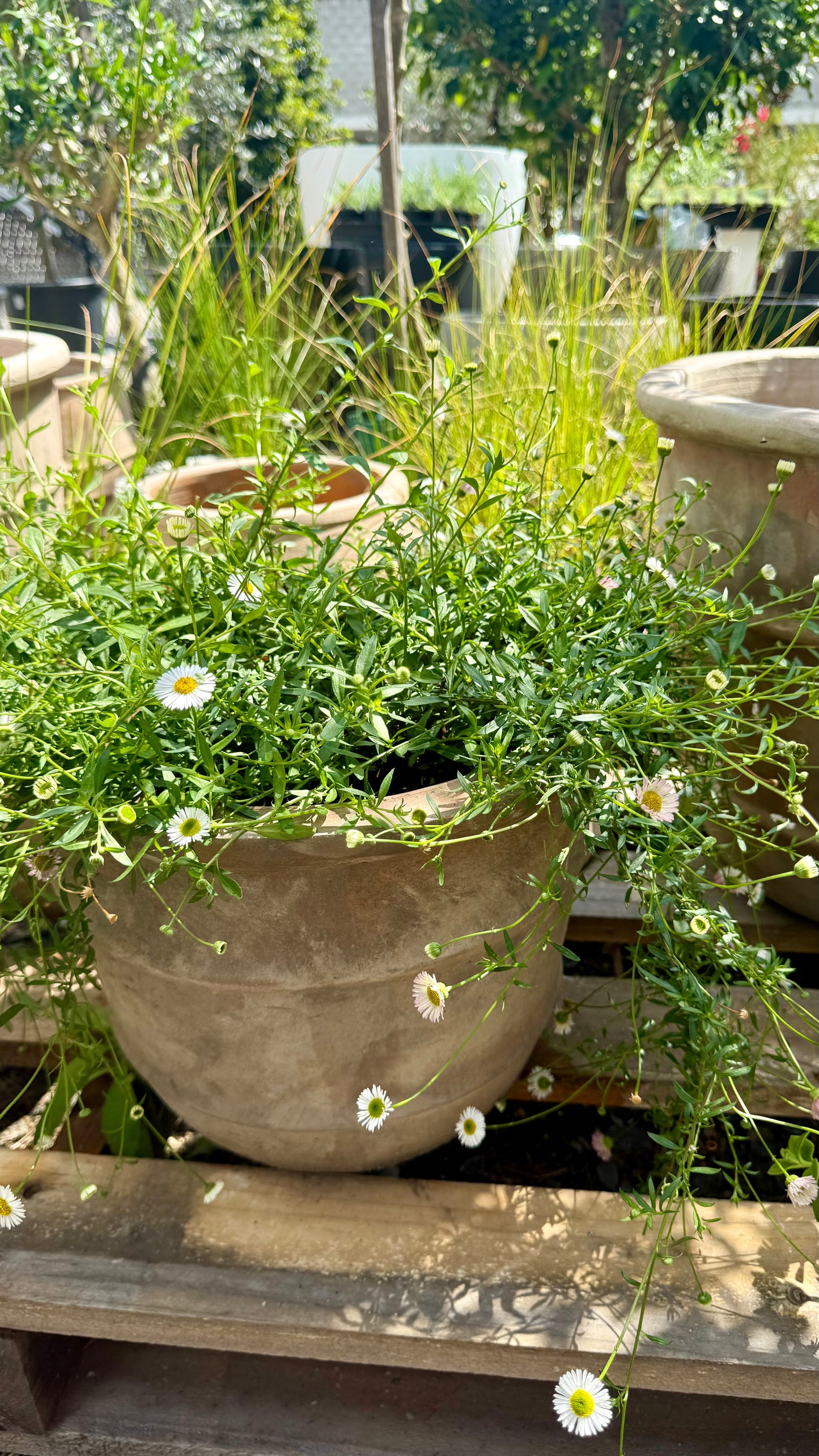 Seaside Daisy (Erigeron karvinskianus) cascading over terracotta pot with white and pink flowers