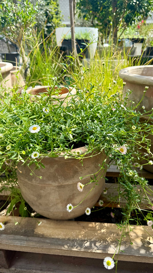 Seaside Daisy (Erigeron karvinskianus) cascading over terracotta pot with white and pink flowers