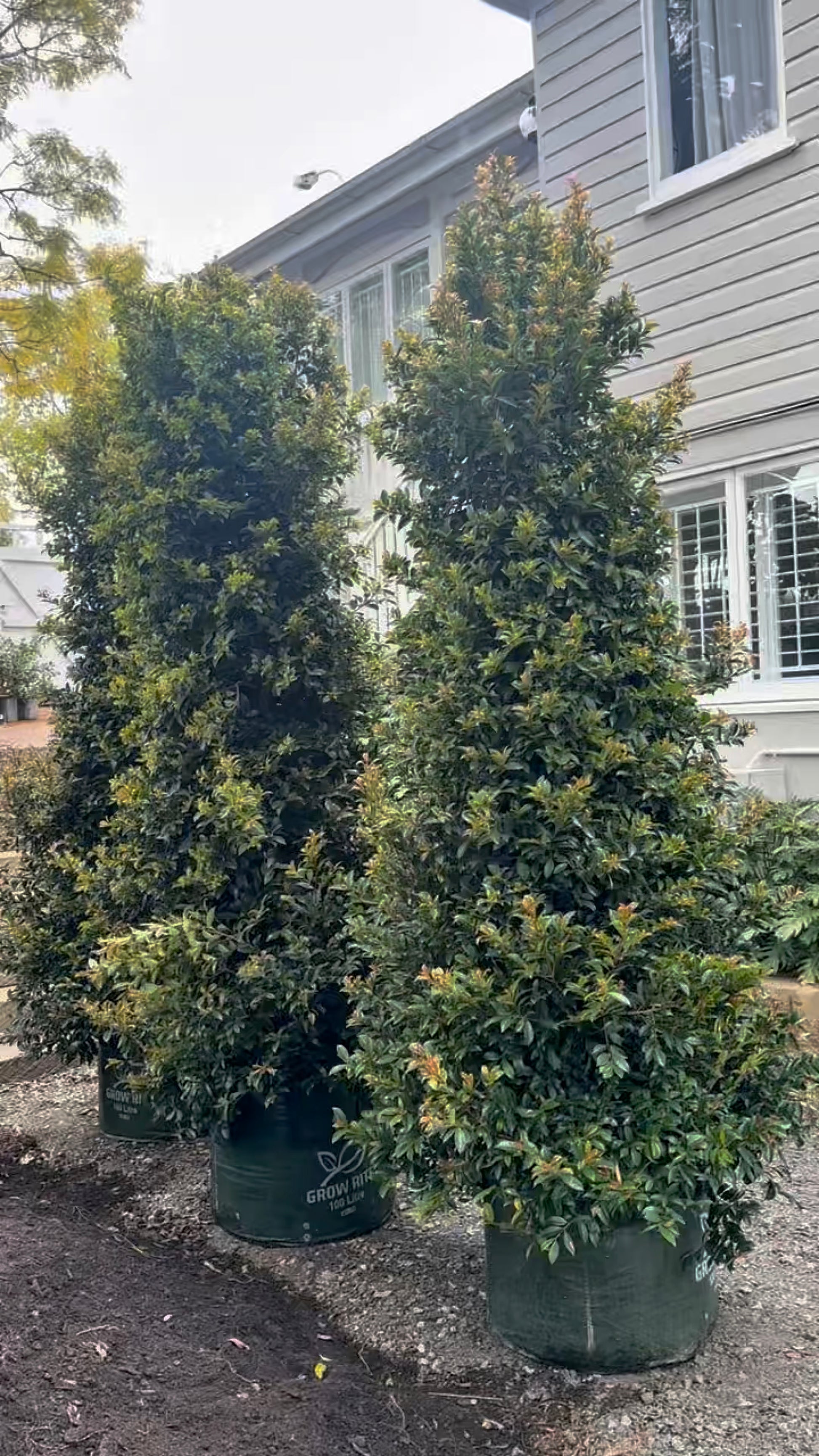 Three 100L Syzigium Selects for instant impact available for delivery in SE QLD at The Botanical Society