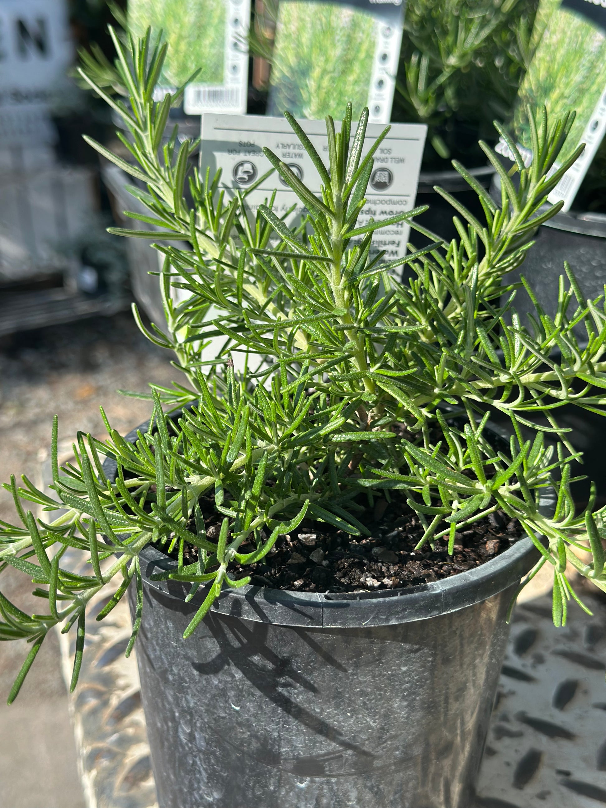 Trailing rosemary plant in nursery pot showing compact growth habit and healthy foliage, ready for planting in rockeries, retaining walls or containers in South East Queensland