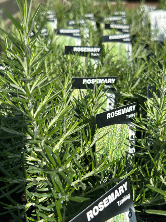 Trailing rosemary (Rosmarinus officinalis 'Prostratus') showing dense, aromatic grey-green needle-like foliage with small blue flowers cascading naturally - perfect groundcover for SE Queensland gardens