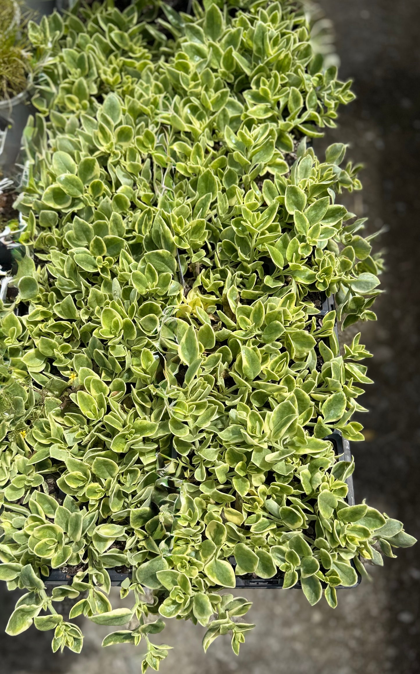 Variegated Aptenia Baby Sun Rose succulent leaves with cream and green patterns - perfect Brisbane climate plant