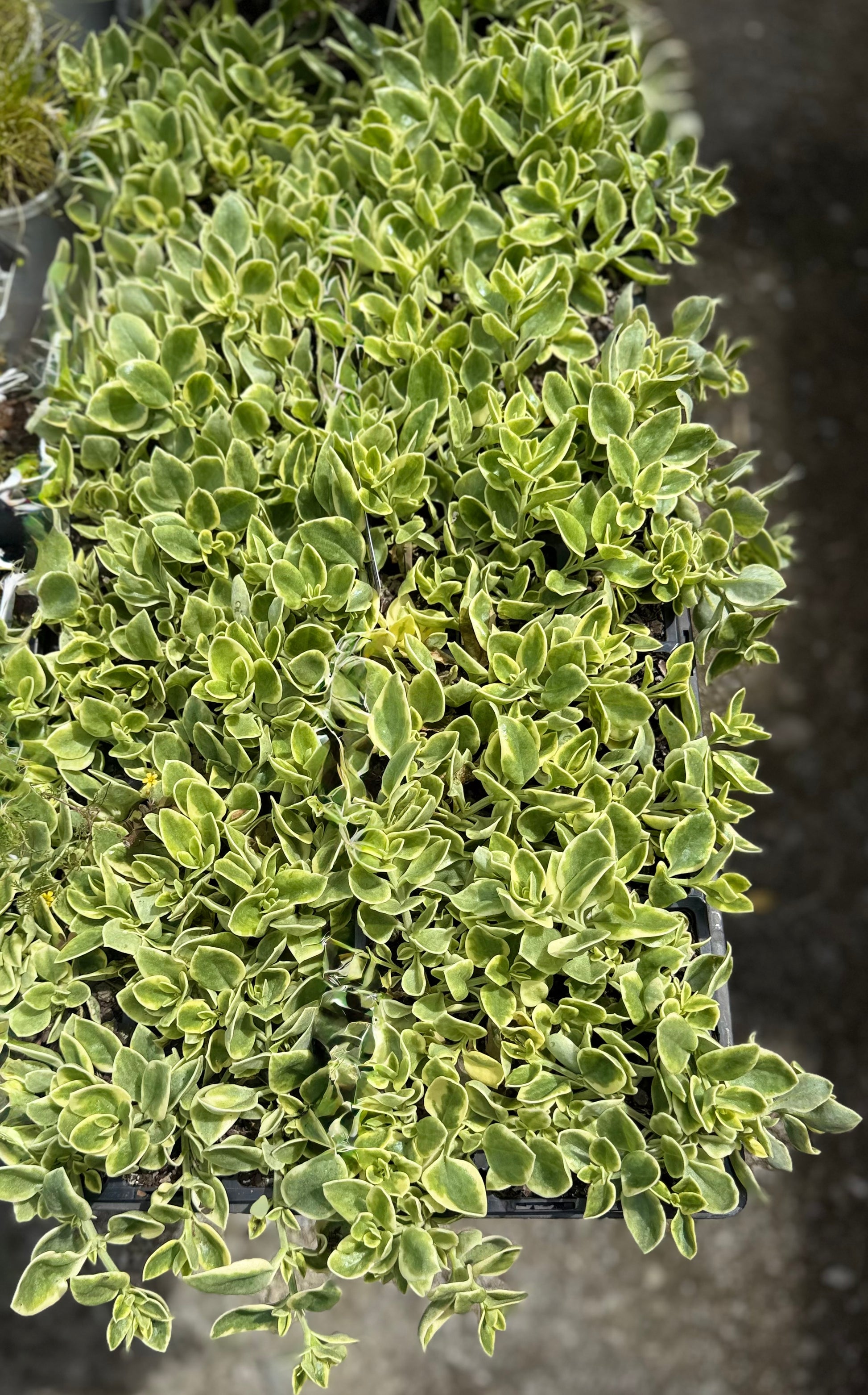 Variegated Aptenia Baby Sun Rose succulent leaves with cream and green patterns - perfect Brisbane climate plant