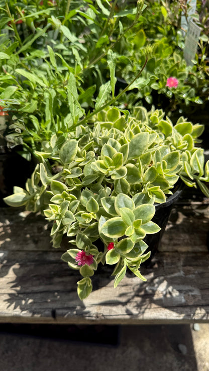 Bright magenta flowers on variegated Aptenia Baby Sun Rose - low-maintenance groundcover for Queensland gardens