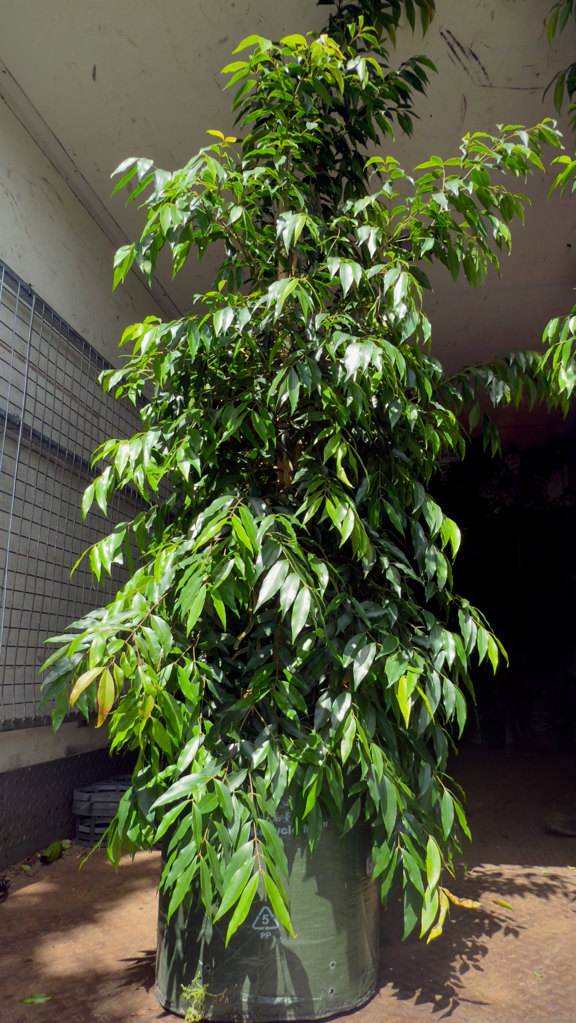 Front view of Weeping Lilly Pilly tree showing full canopy and natural weeping form of 45L for instant impact in Brisbane