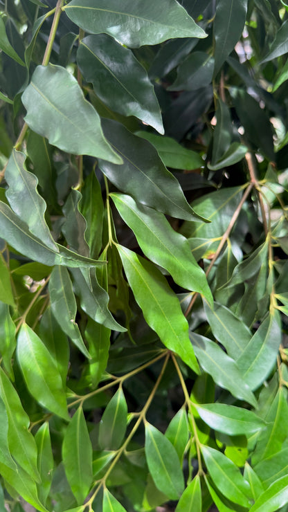 Close-up of Weeping Lilly Pilly leaves displaying glossy green foliage in Brisbane