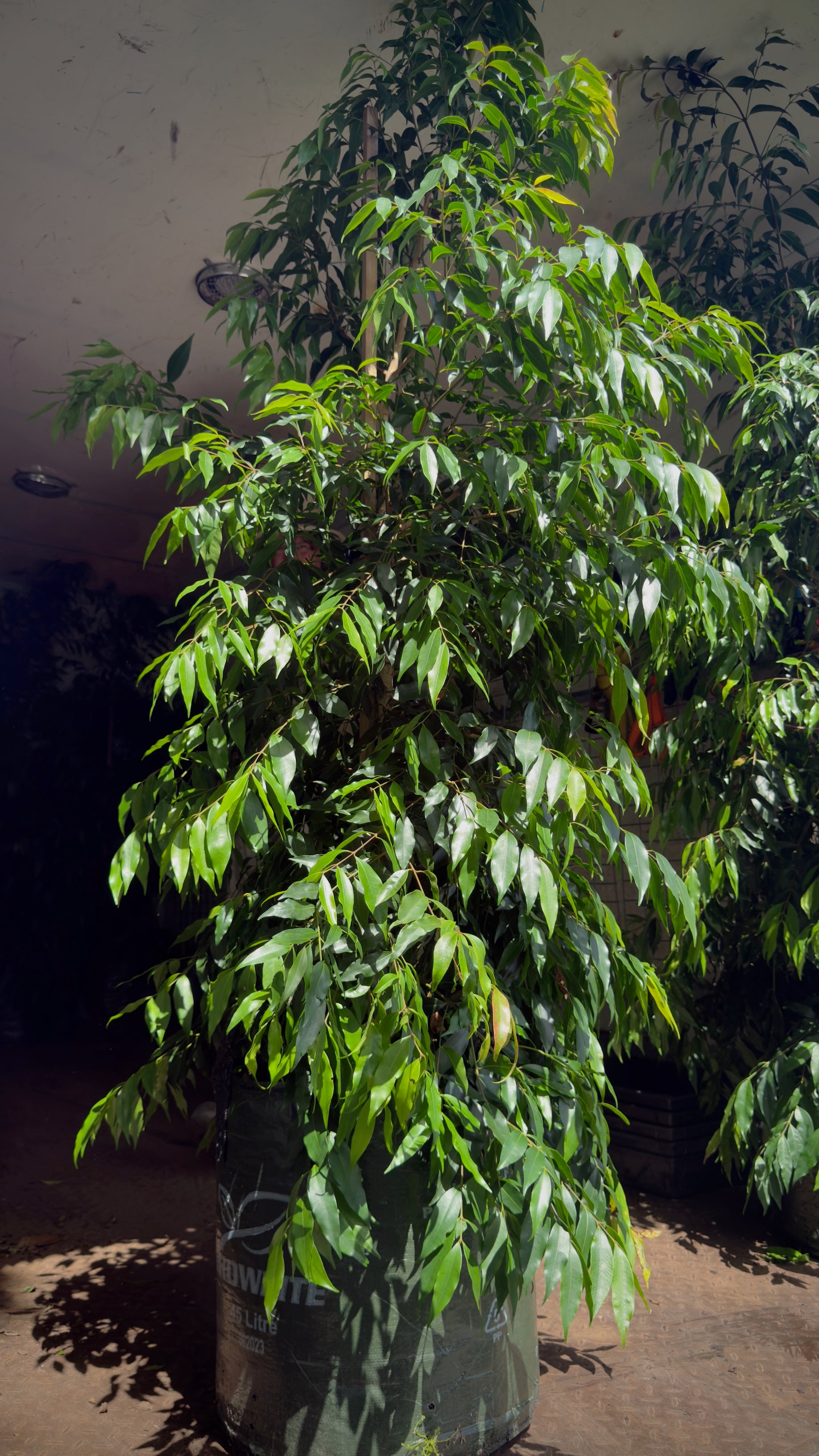 Side profile of Weeping Lilly Pilly tree highlighting dense foliage and privacy screening capability for instant impact in Brisbane