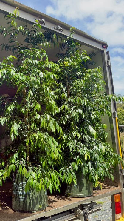 Pair of mature Weeping Lilly Pilly trees demonstrating elegant screening potential and weeping feature in Brisbane