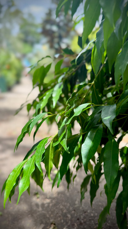Close-up of Weeping Lilly Pilly foliage showing graceful weeping habit and cascading branches in Brisbane