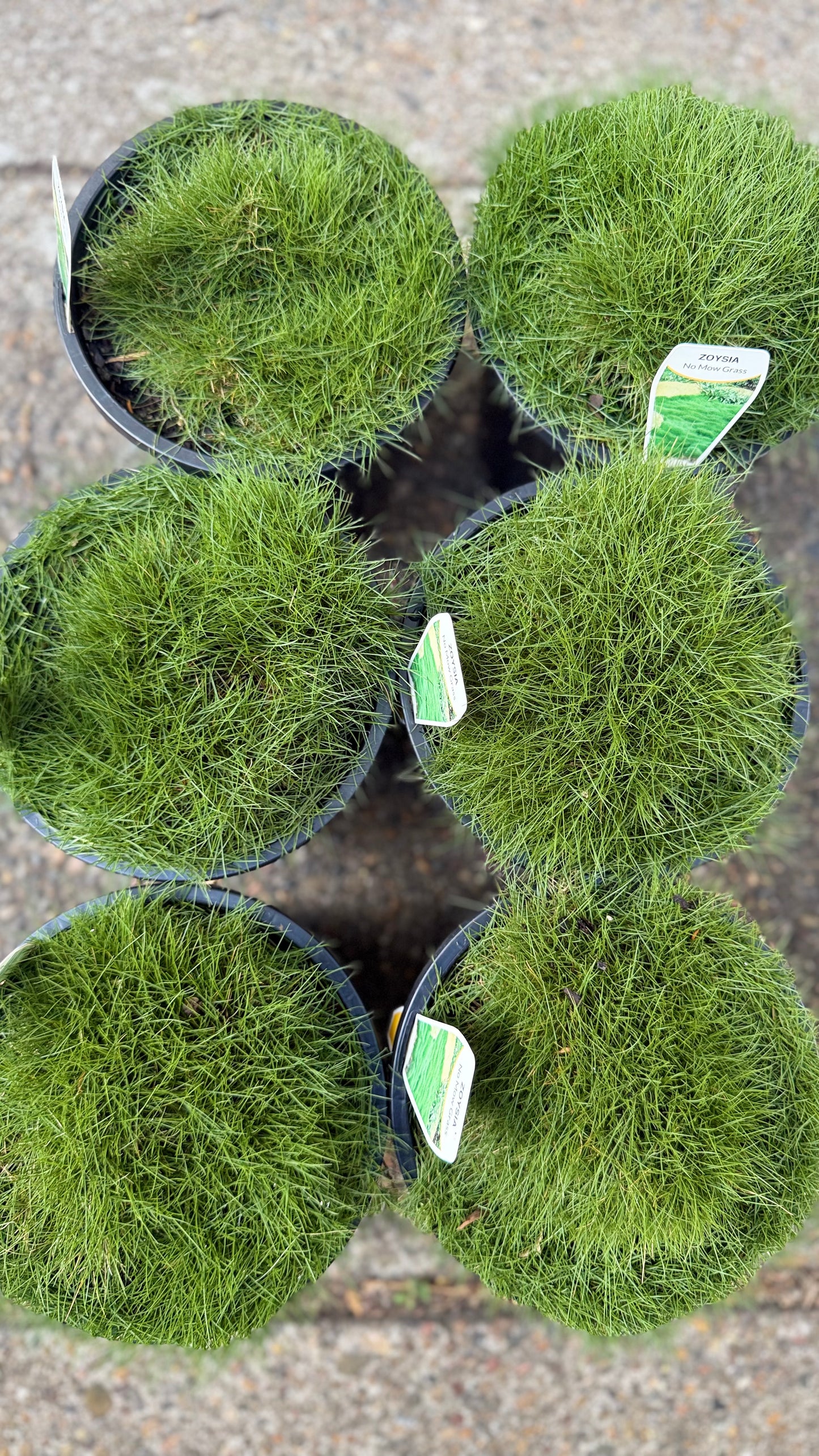 Zoysia ‘No Mow’ grass – six pots forming a lush green mat, available in Brisbane from The Botanical Society