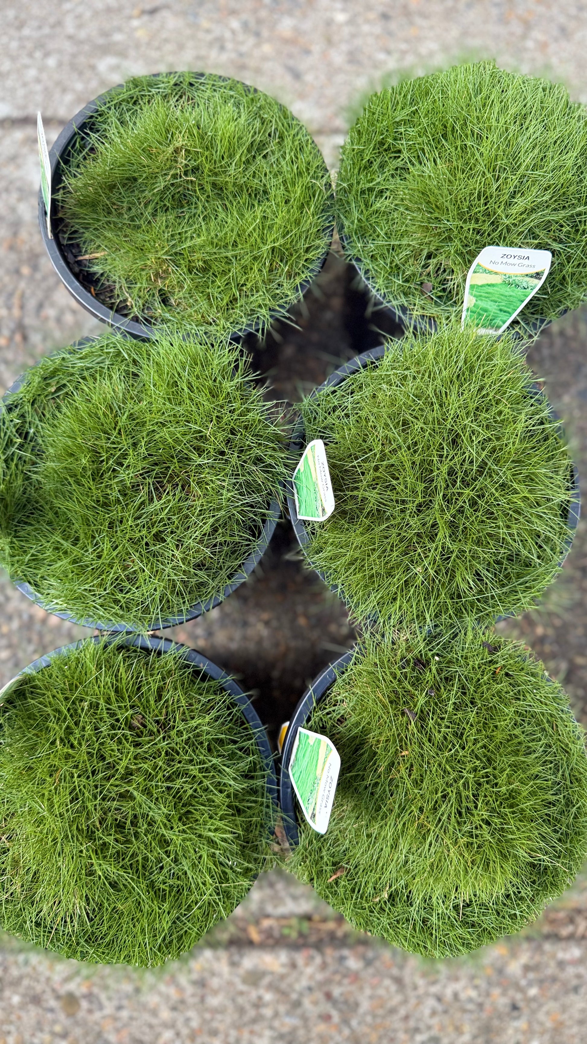 Zoysia ‘No Mow’ grass – six pots forming a lush green mat, available in Brisbane from The Botanical Society