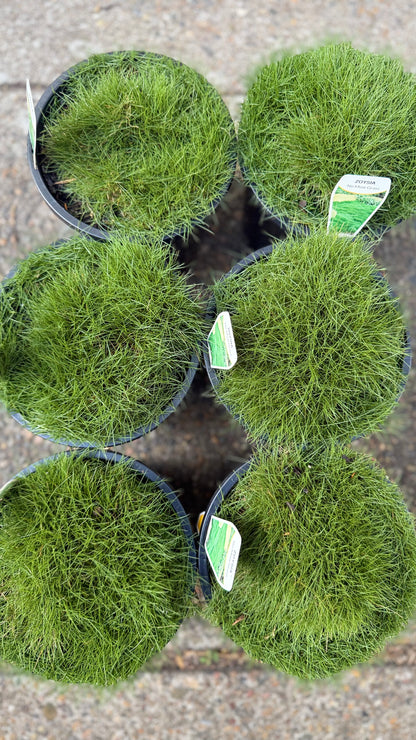Zoysia ‘No Mow’ grass – six pots forming a lush green mat, available in Brisbane from The Botanical Society