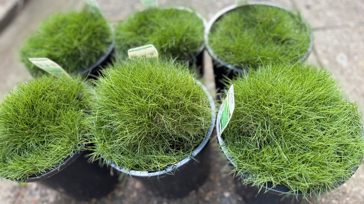 Close-up of Zoysia ‘No Mow’ grass,, six pots showing fine-textured, cushiony turf foliage, available in Brisbane