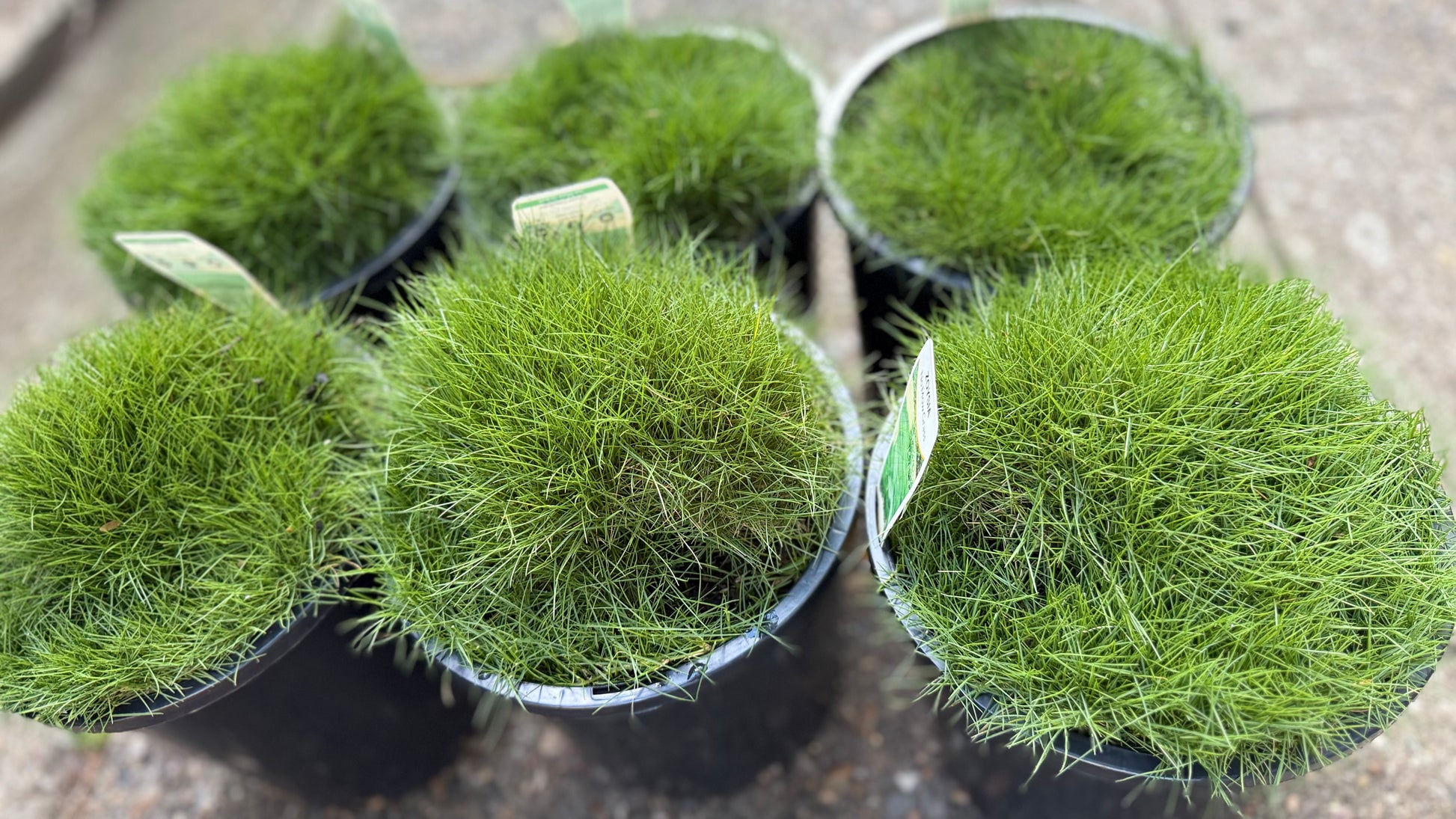 Close-up of Zoysia ‘No Mow’ grass,, six pots showing fine-textured, cushiony turf foliage, available in Brisbane