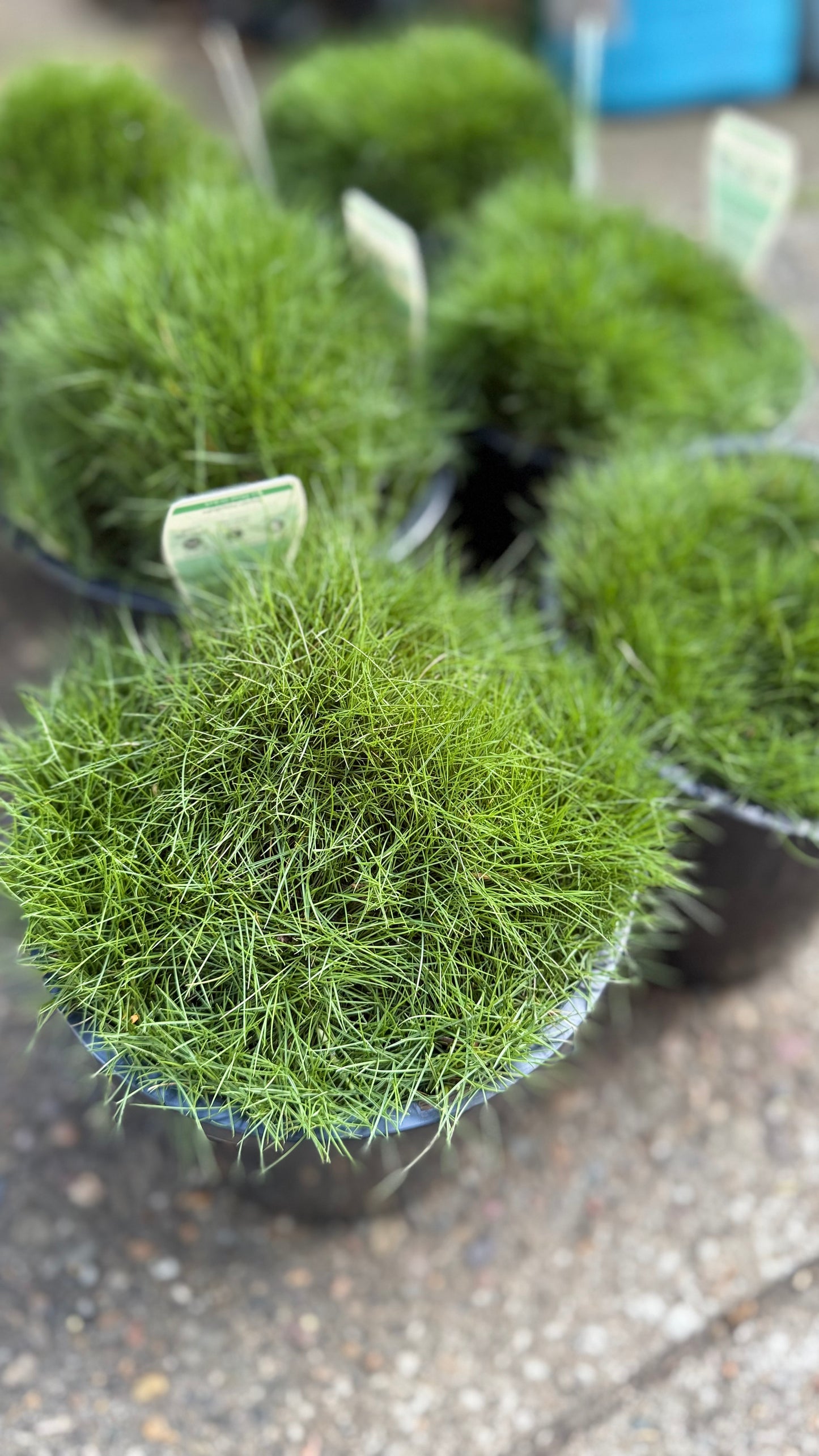 Close-up of Zoysia ‘No Mow’ grass in six pots showing fine-textured, cushiony turf foliage, available in Brisbane