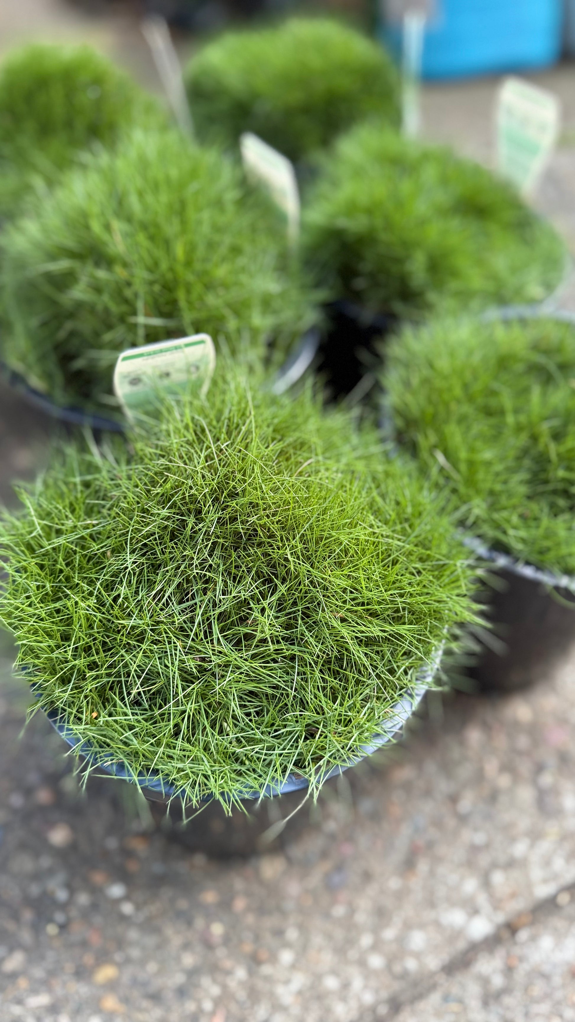 Close-up of Zoysia ‘No Mow’ grass in six pots showing fine-textured, cushiony turf foliage, available in Brisbane