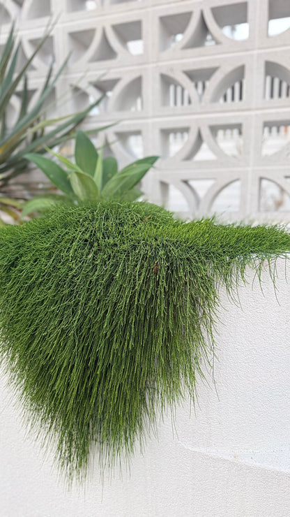 Textured weeping foliage of Casuarina glauca ‘Cousin It’ used as wall-spillover groundcover in Brisbane