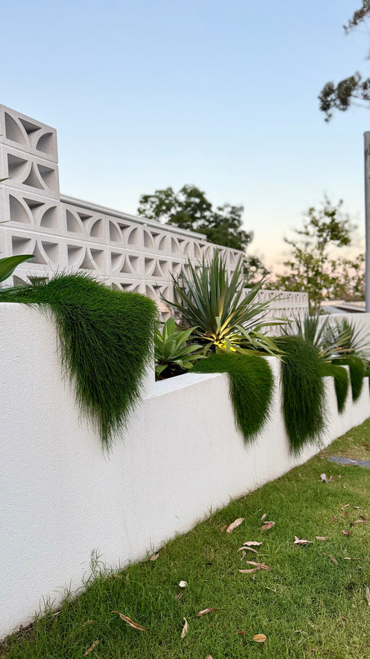 Casuarina ‘Cousin It’ cascading over white retaining wall with breeze blocks — Brisbane modern garden