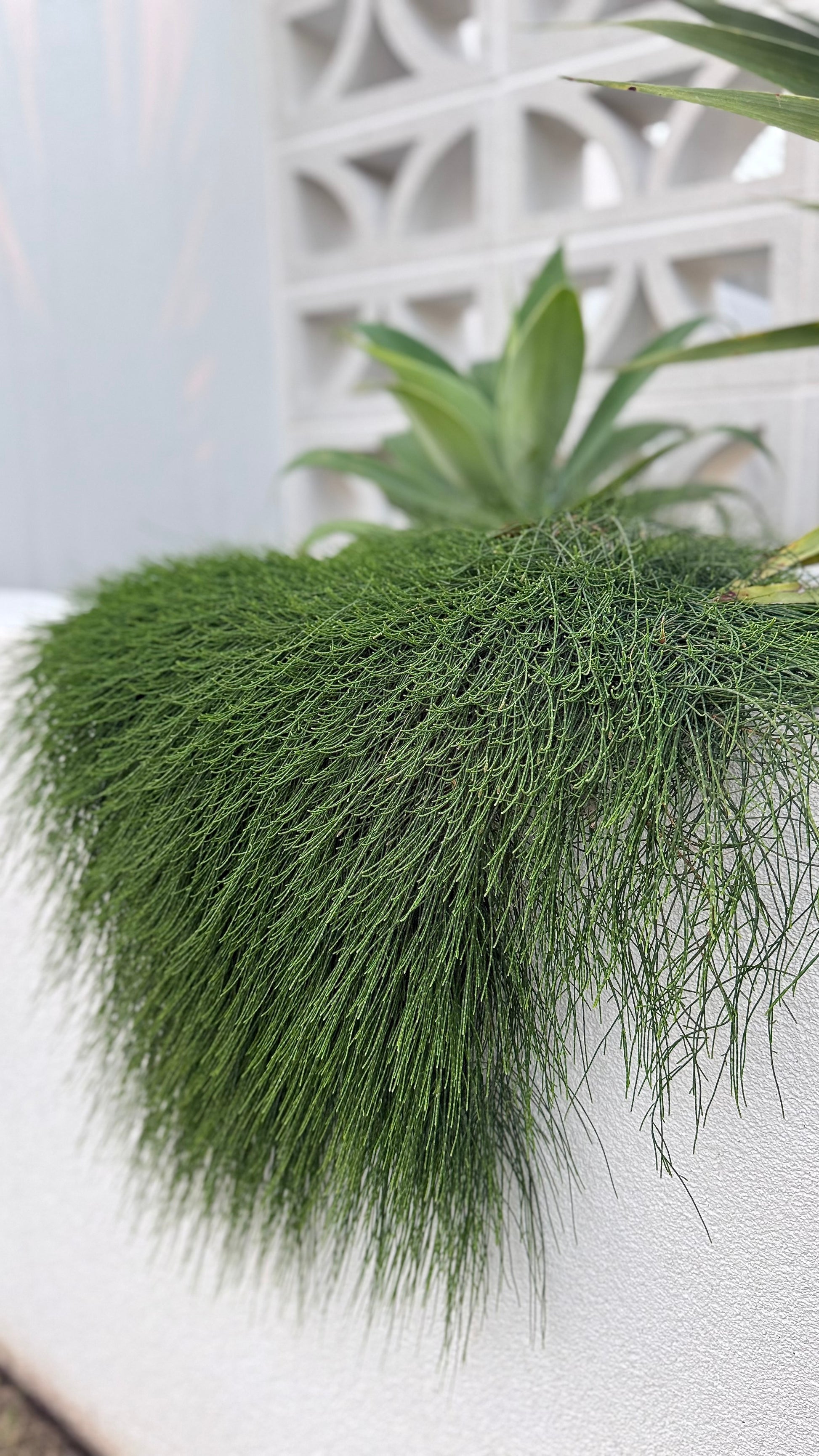Close-up of Casuarina ‘Cousin It’ spilling from a planter wall; fine weeping foliage — Brisbane